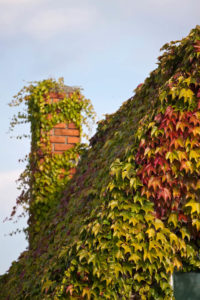 ivy covering on the roof and chimney